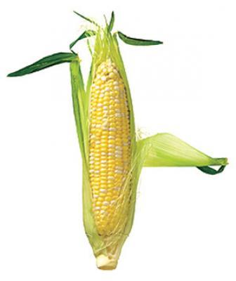 The Corn